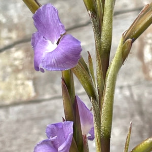 Tillandsia - retrorsa ex. BH NEW