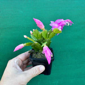 Zygocactus Dutch Pink