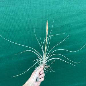 Tillandsia - juncea x schiedeana ex. BH