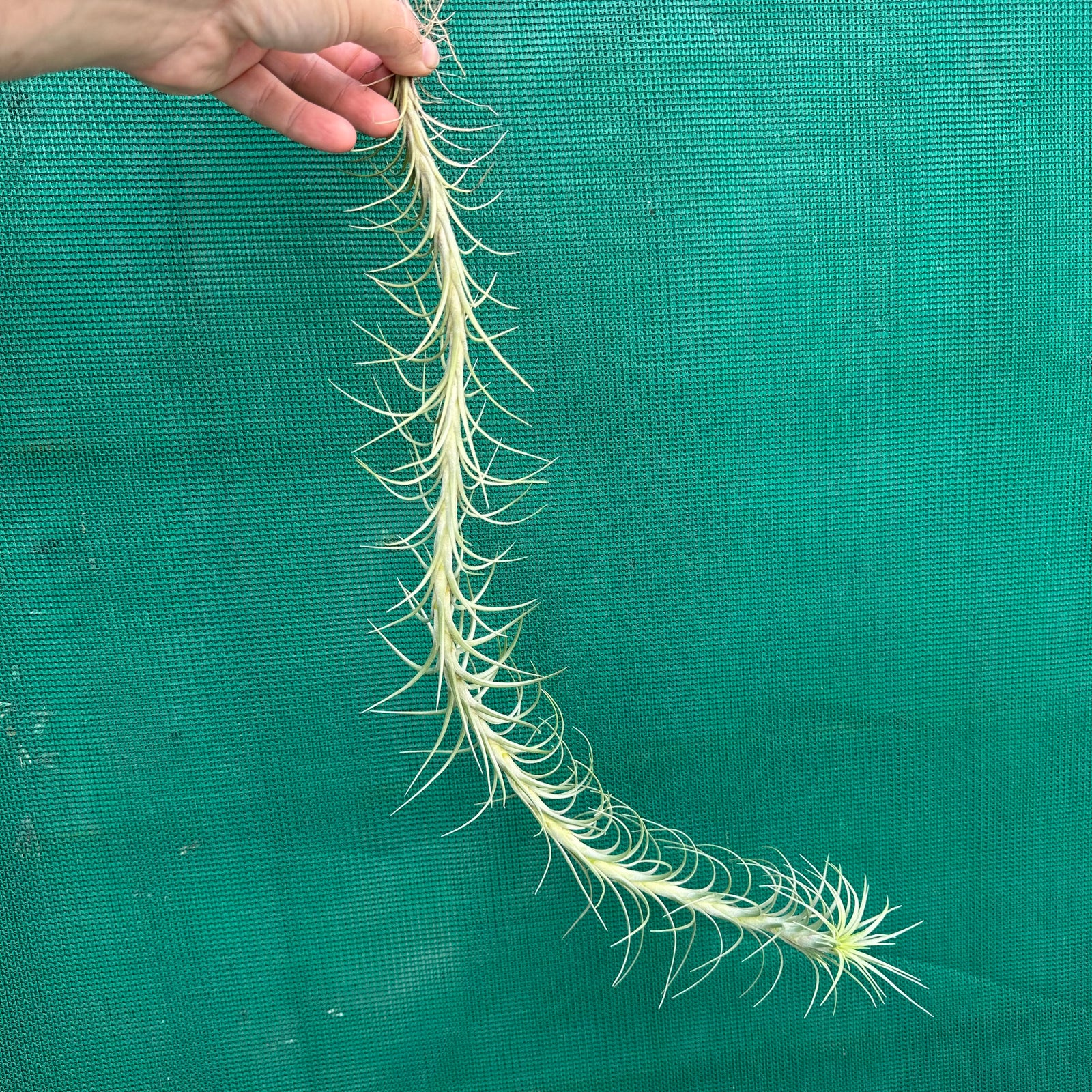 Tillandsia - araujei ‘Long Caulescent’ ex. PT