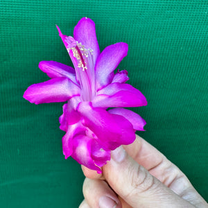 Zygocactus Purple Dancer