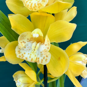 Orchid - Cymbidium ‘Tracet Reddaway Sungold’