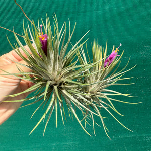 Tillandsia - funckiana x ionantha ex. BG