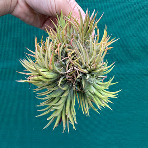 Tillandsia ionantha ‘BOE714’ (Mature Clump) NEW