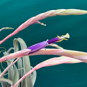 Tillandsia - Graceful ex. NR NEW