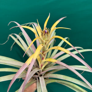 Tillandsia - capitata ‘Purple & Yellow Mex’ ex. PT NEW