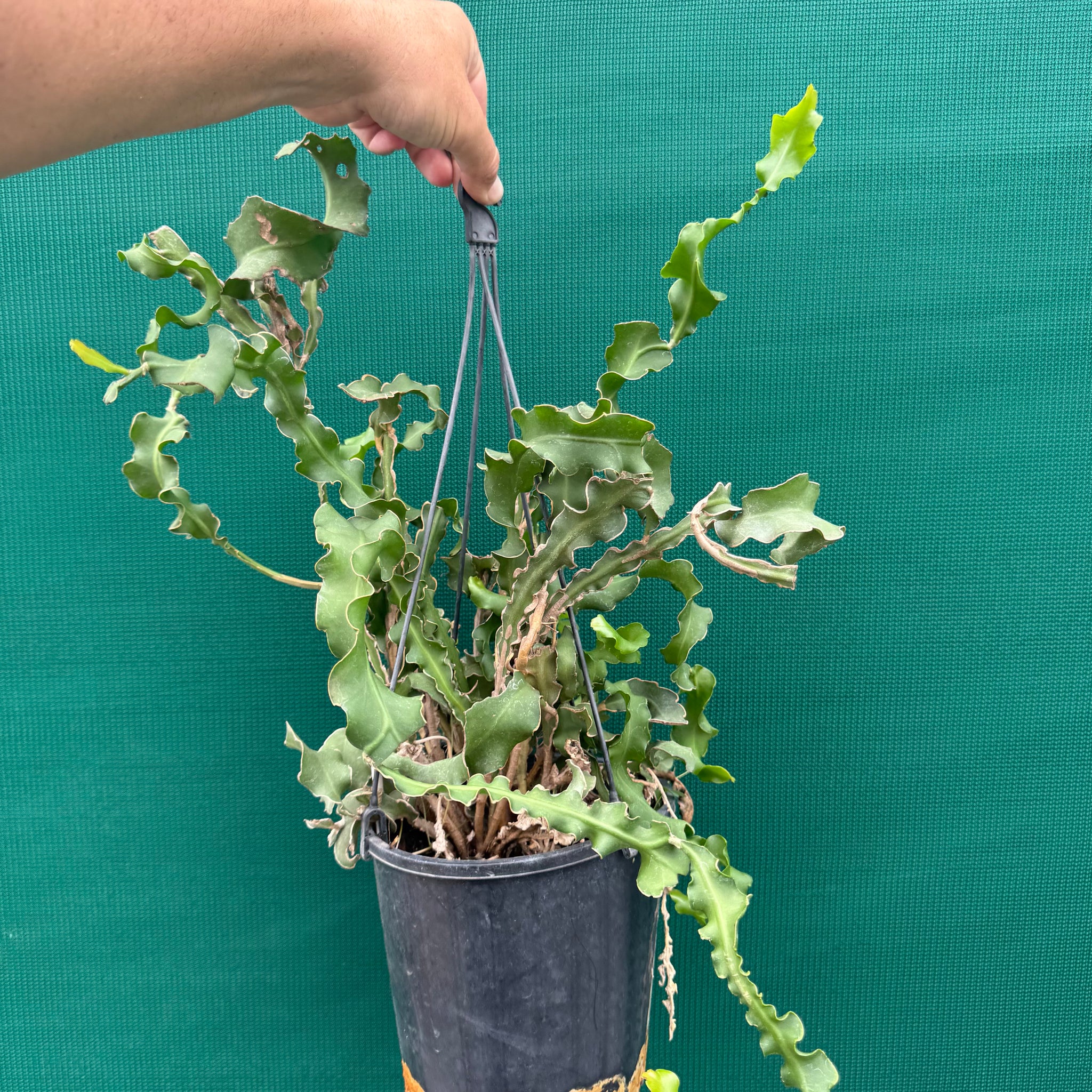 curly succulent plant Epiphyllum 'Curly Sue' guatemalense monstrose - EP16