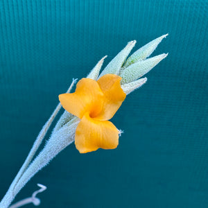 Tillandsia - caliginosa x crocata ex. CC (Fragrant)