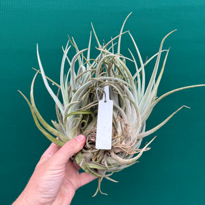 Tillandsia chilitensis ‘Large Form’ (Mature Clump) NEW