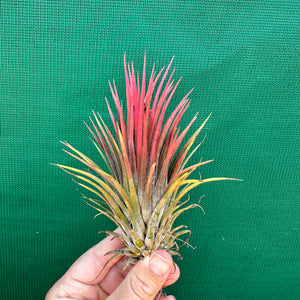 Tillandsia - ionantha ‘APD003’