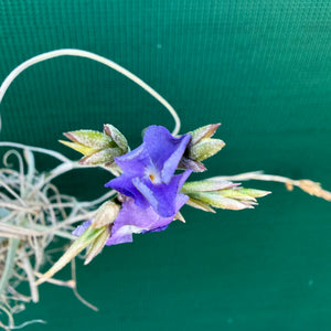 Tillandsia - Silverton