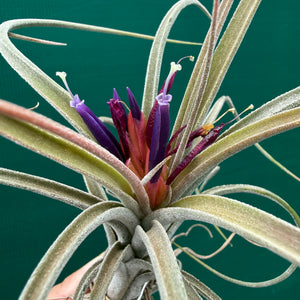 Tillandsia - caput-medusae x weberi ? (Nat. Hybrid) ex. LK