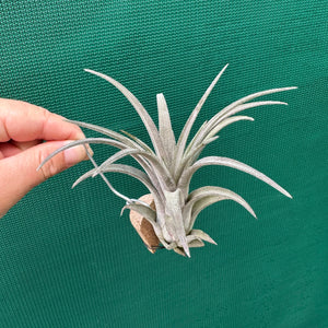 Tillandsia - Fuego x chiapensis ex. AP
