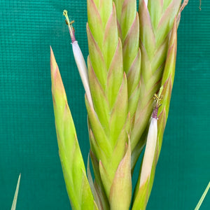 Tillandsia - sp. Mexico Semicaulescent ex. LK