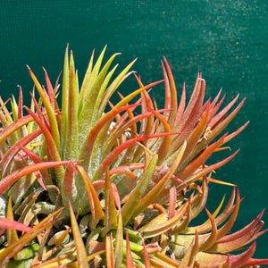Tillandsia - ionantha 'BOE714' ex. BD NEW