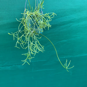 Rhipsalis virgata - R29