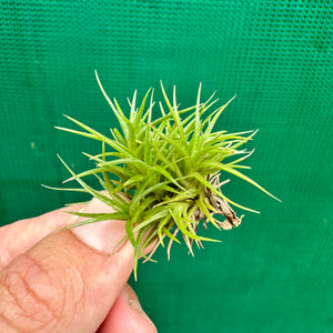 Tillandsia - aeranthos 'Minime' ex. CL