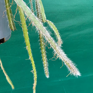 Lepismium cruciforme White - R37
