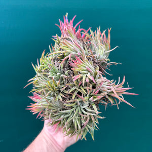 Tillandsia ionantha ‘BOE1593’ (Mature Clump)