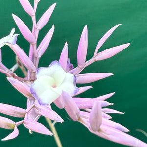 Tillandsia - purpurea x straminea ex. BG NEW