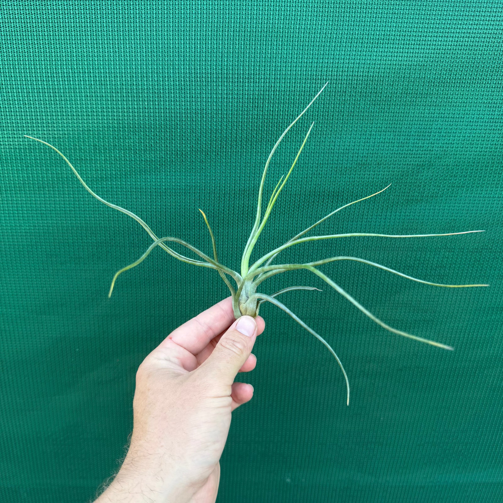Tillandsia - bulbosa x streptophylla ? ex. BG NEW