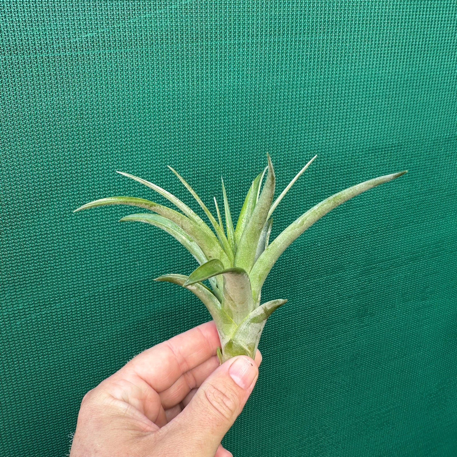 Tillandsia - rothii x capitata ex. HN NEW