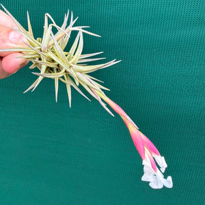 Tillandsia - cocoensis ex. BD
