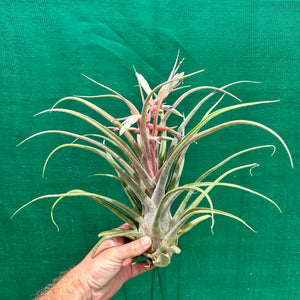 Tillandsia - Seleptron ex. PT