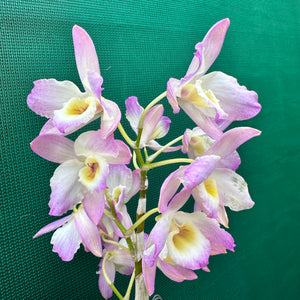 Orchid - Dendrobium ‘Mauve & Yellow Center’ NEW