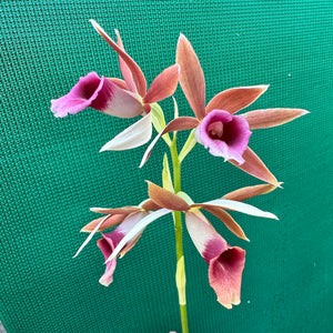 Swamp Orchid - Phaius australis