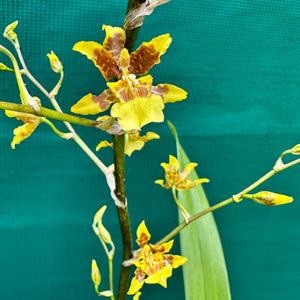 Oncidium ‘Dancing Lady’ NEW