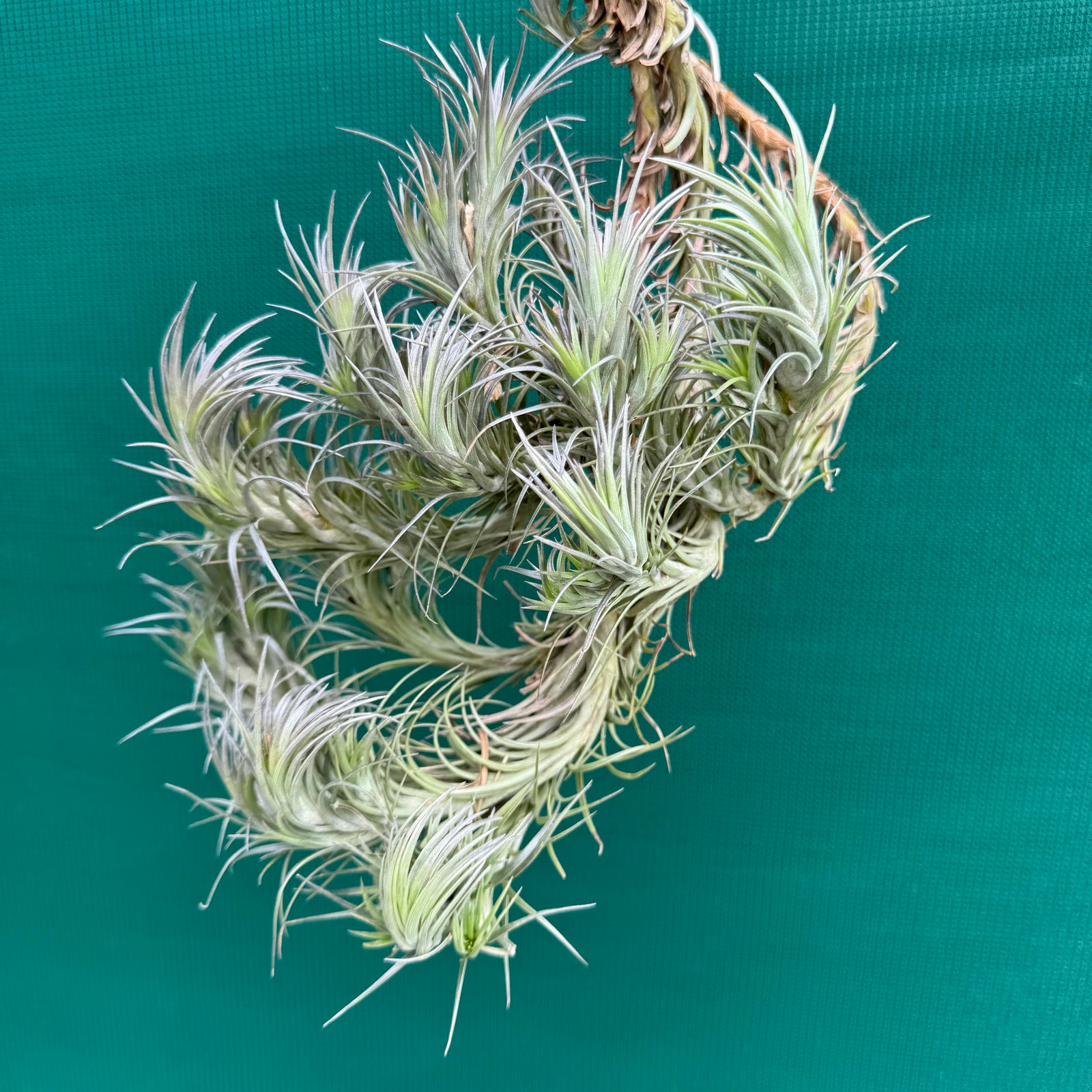 Tillandsia Silver Comb (Mature Clump) NEW