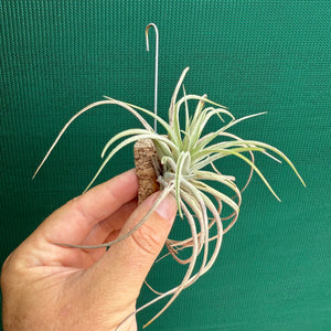 Tillandsia - Murgon ex. SL NEW