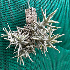 Tillandsia - paleacea GG1438 ex. PT NEW