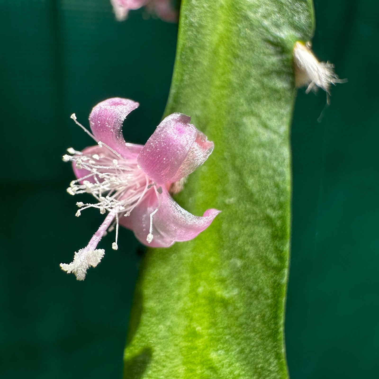 Lepismium cruciforme spiralis - R39