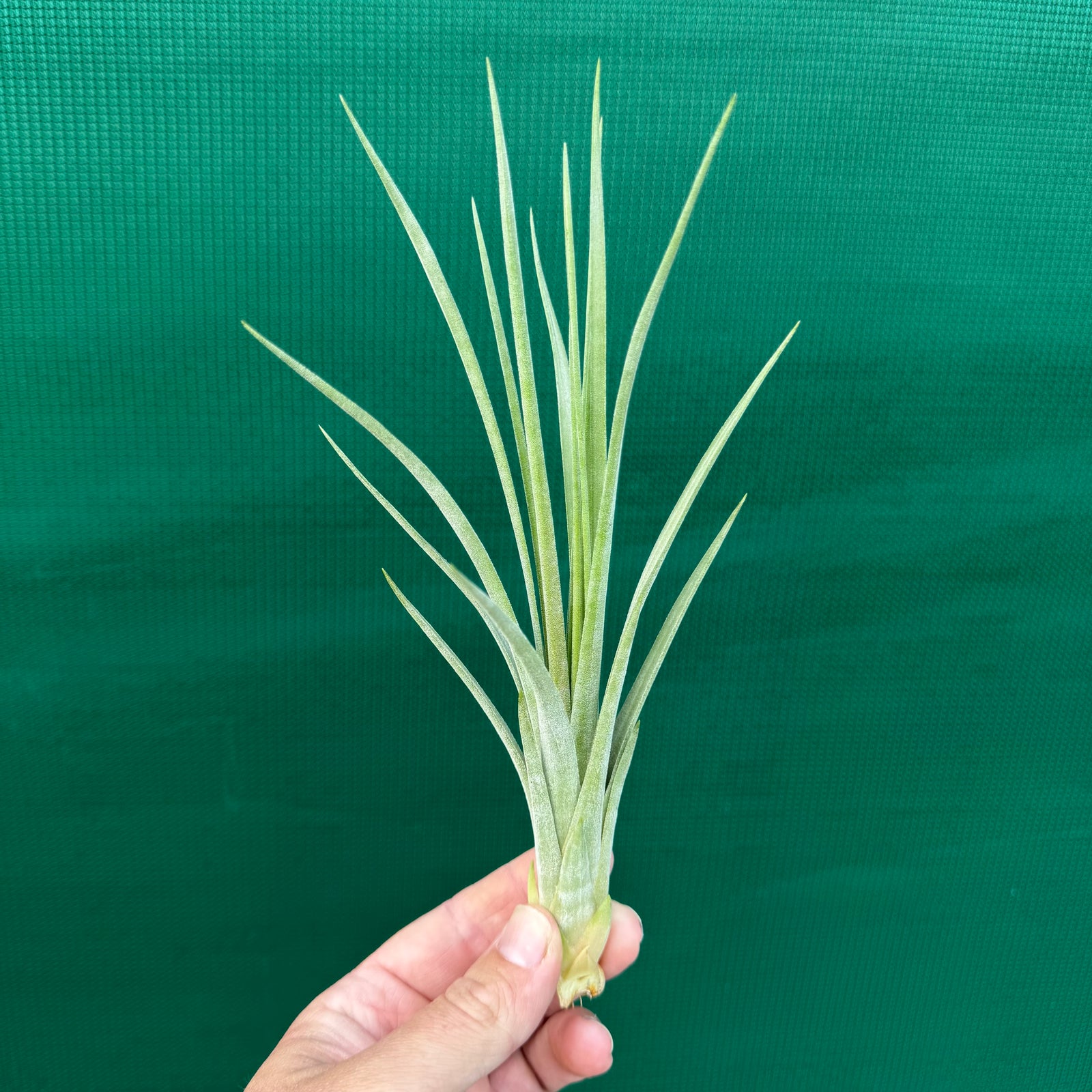 Tillandsia - Elva ex. NR NEW