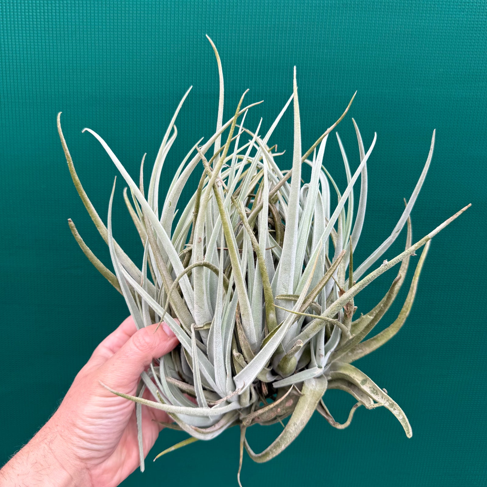Tillandsia chiletensis ‘Large Form’ (Mature Clump) NEW