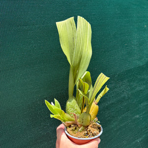 Wilsonara Passific Perspective ‘Pacific Heat’ NEW