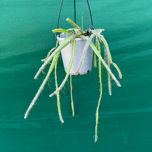 Lepismium cruciforme White - R37