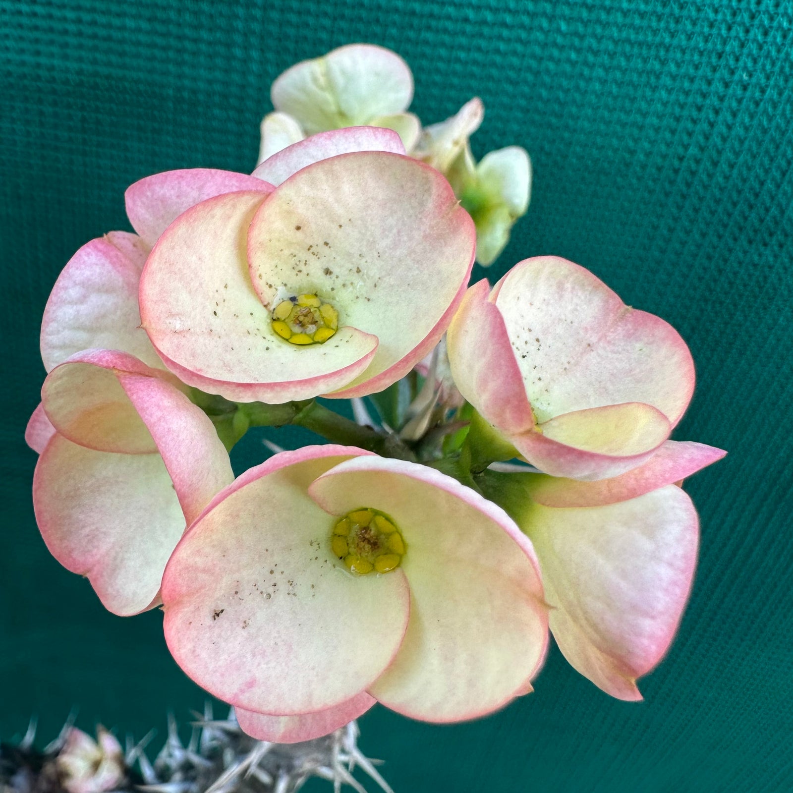 Poysean - Euphorbia milli P081