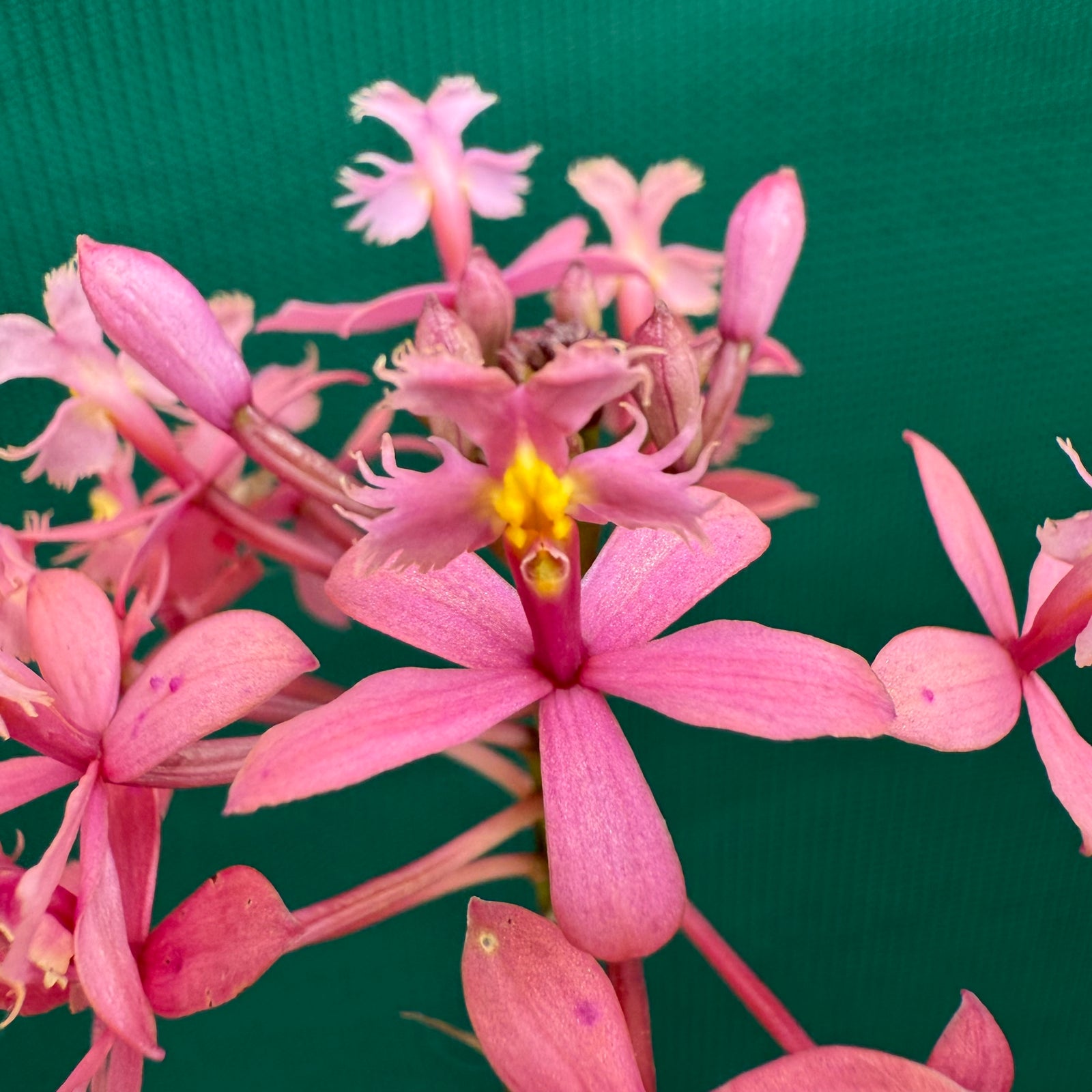 Epidendrum radicans ‘Light Pink’