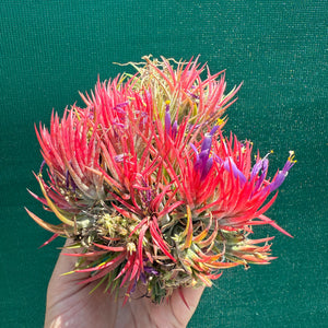 Tillandsia - ionantha 'Honduras’ ex. Tropiflora NEW