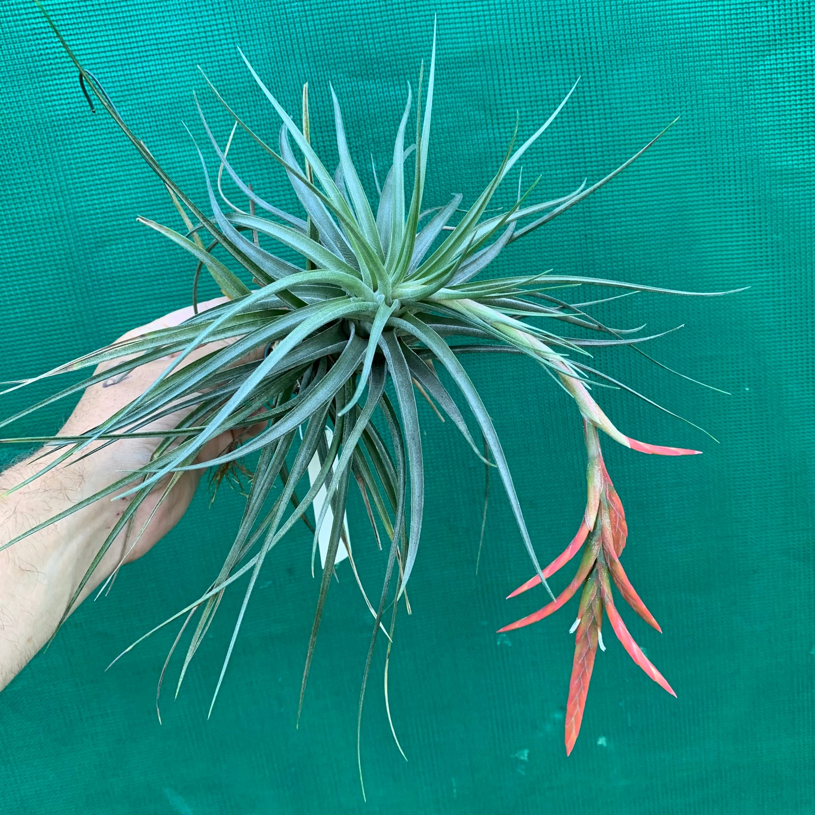 Tillandsia - vernicosa Hybrid ex. BG