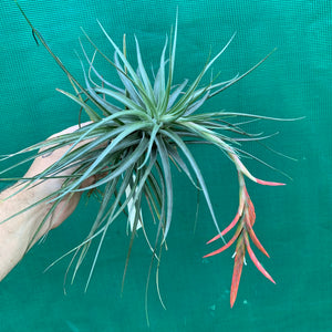 Tillandsia - vernicosa Hybrid ex. BG