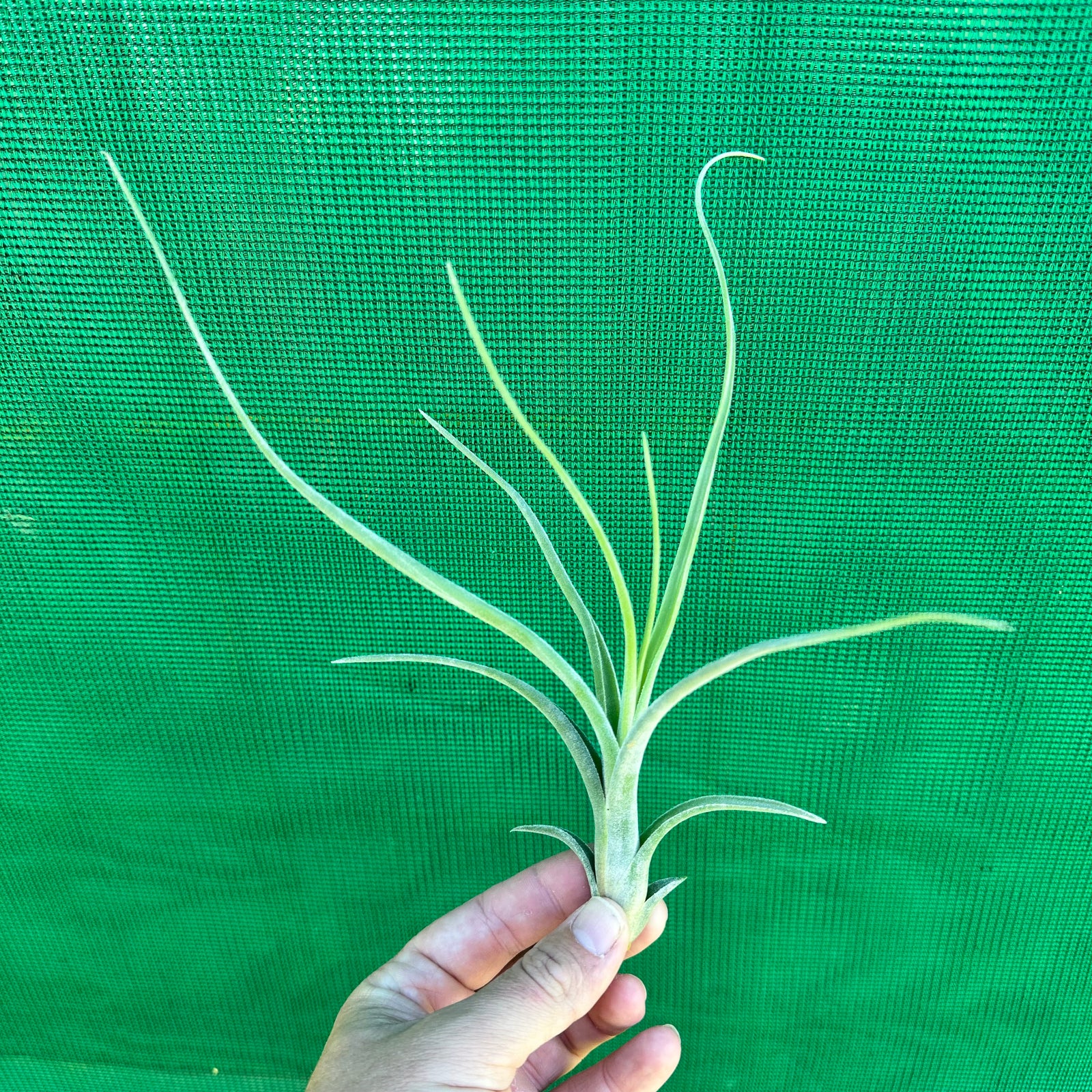 Tillandsia - diguetii x paucifolia (Nat Hybrid) ex. JO