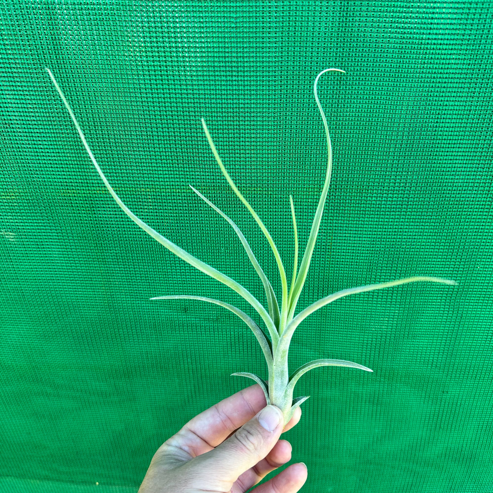 Tillandsia - diguetii x paucifolia (Nat Hybrid) ex. JO NEW