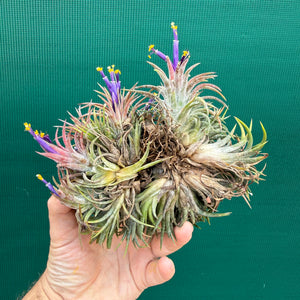 Tillandsia ionantha ‘BOE750’ (Mature Clump) NEW