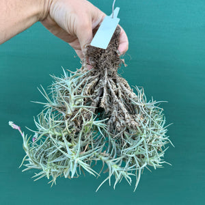 Tillandsia cocoensis (Mature Clump)