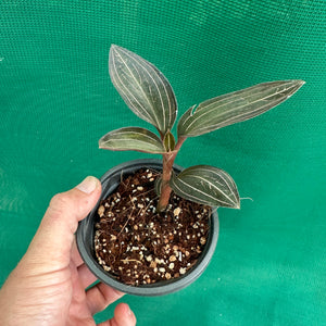 Jewel Orchid - Ludisia discolor