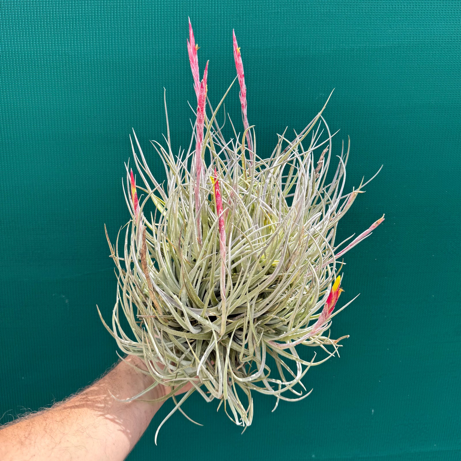 Tillandsia glabrior (Mature Clump)